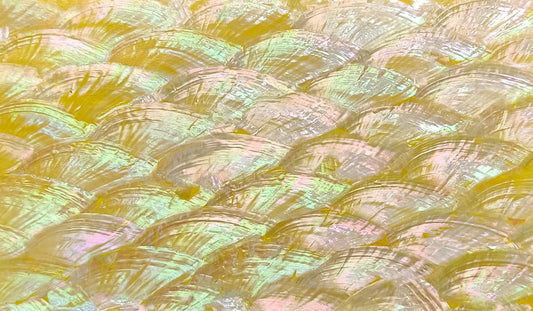 Yellow Abalone Shell Adhesive Veneer Sheet (Mother of Pearl Shell) 9.5 x 5.5 inches -A28